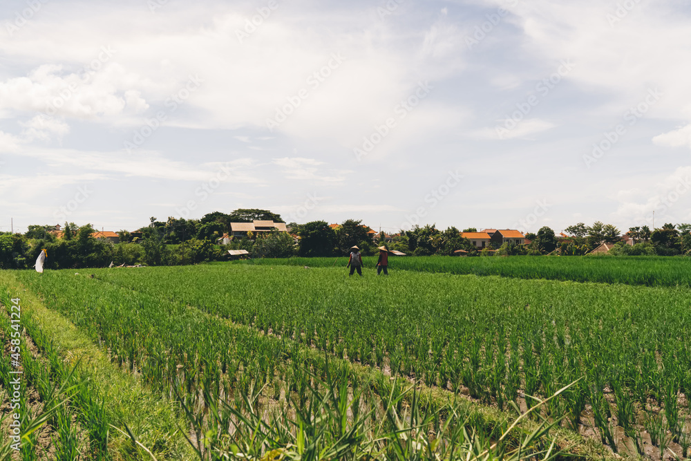 Unrecognizable people walking along green fields in village
