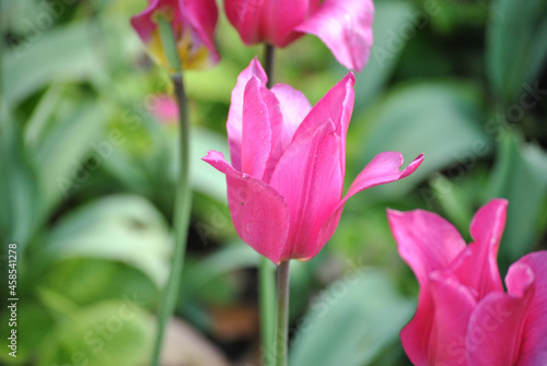 Flores