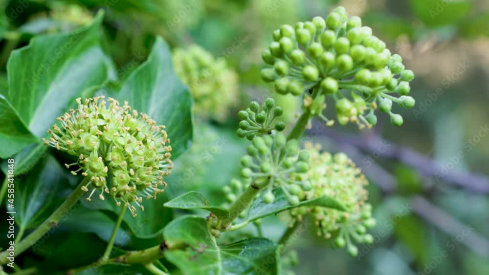 Selective focus on the flower of the Hedera helix, common name ivy Selective focus on the flower of the Hedera helix, common name ivy