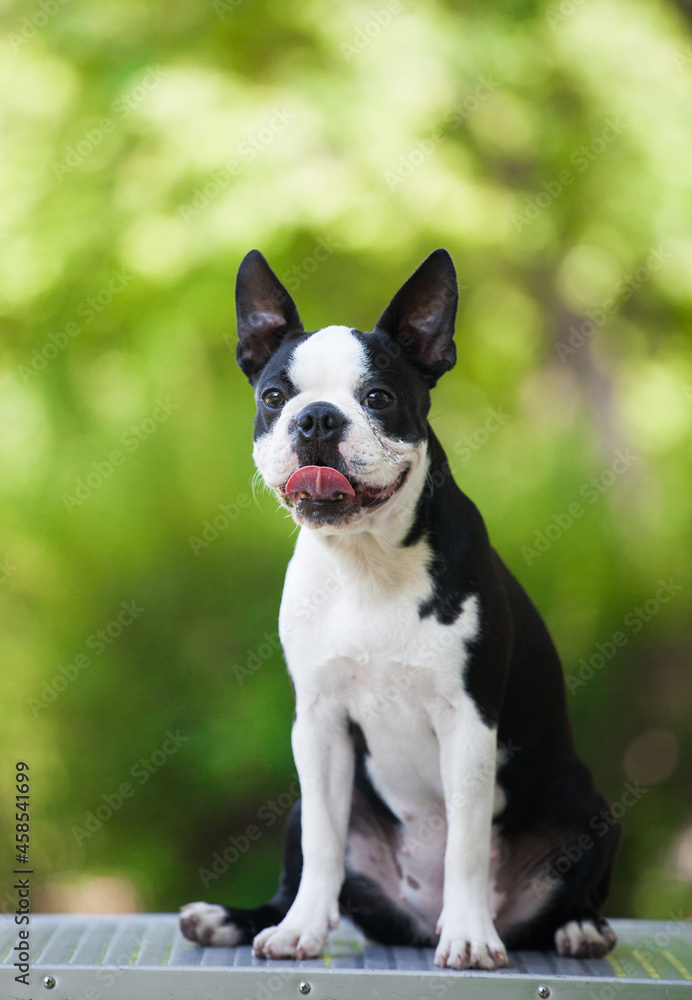 Boston Terrier portrait in the park