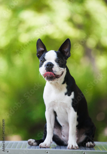 Boston Terrier portrait in the park