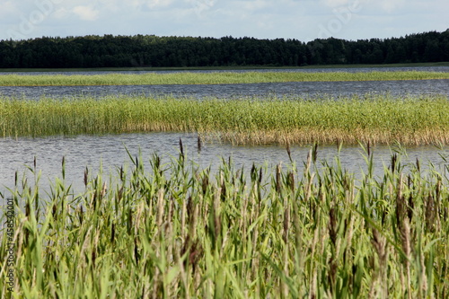 Lake with green ridges, sunny summer day with clouds in the sky, Lake Usma in Latvia 