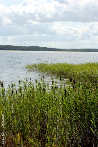 Lake with green ridges  sunny summer day with clouds in the sky  Lake Usma in Latvia 