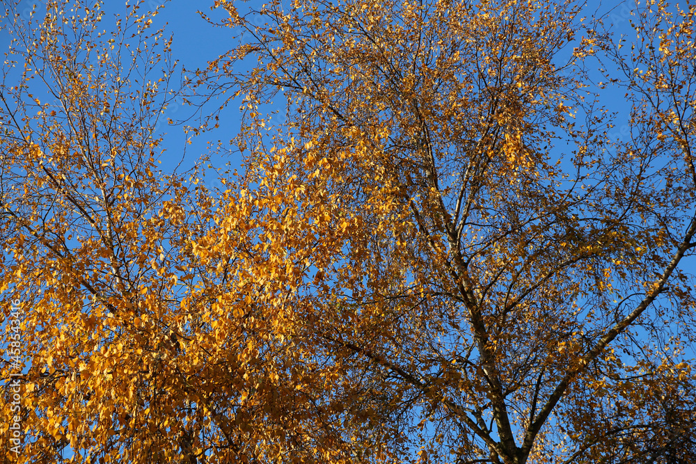 Baum mit gelben Blättern im Herbst Baum mit gelben Blättern im Herbst