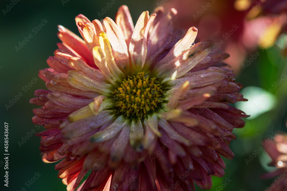 Autumn flowers Autumn flowers