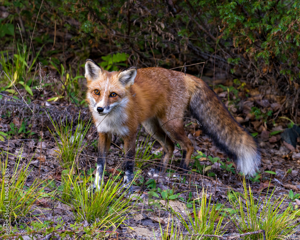 Red Fox Stock Photo and Image. Fox in the forest looking a the camera enjoying its habitat and environment displaying fur, body, head, eyes, ears, nose, paws, bushy tail. Fox Picture. Portrait.