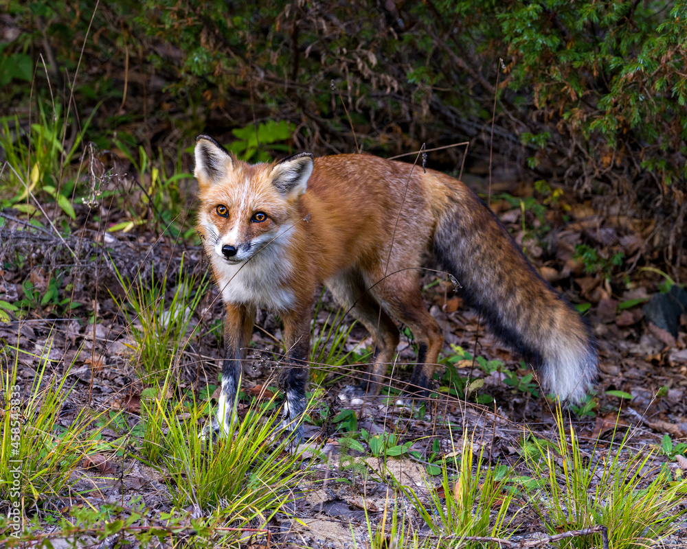 Red Fox Stock Photo and Image. Fox in the forest looking a the camera enjoying its habitat and environment displaying fur, body, head, eyes, ears, nose, paws, bushy tail. Fox Picture. Portrait. Red Fox Stock Photo and Image. Fox in the forest looking a the camera enjoying its habitat and environment displaying fur, body, head, eyes, ears, nose, paws, bushy tail. Fox Picture. Portrait.