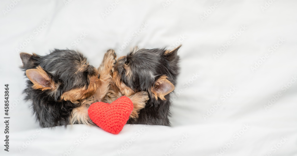 Yorkshire terrier puppies sleep with red heart together under a white blanket on a bed at home. Top down view. Empty space for text Yorkshire terrier puppies sleep with red heart together under a white blanket on a bed at home. Top down view. Empty space for text