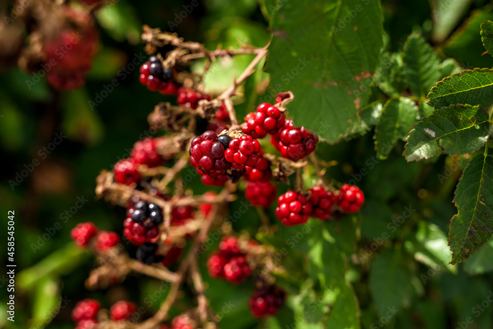 Wild forest berries similar to raspberries or blackberries Wild forest berries similar to raspberries or blackberries