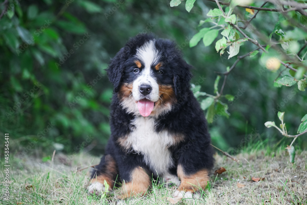 Bernese Mountain Dog puppy walking