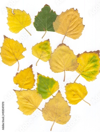 Autumn leaves of birch are yellow and green.