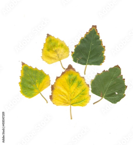 Autumn leaves of birch are yellow and green.