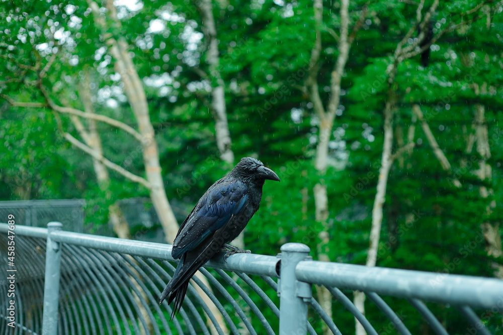 Fototapeta premium カラス