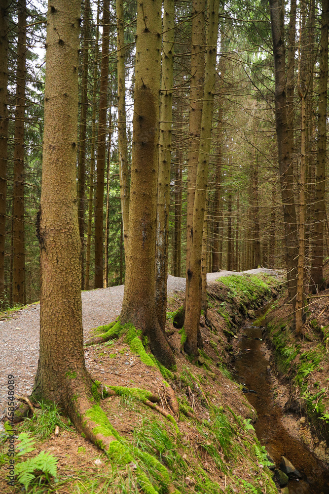 Obraz premium Hiking trail 