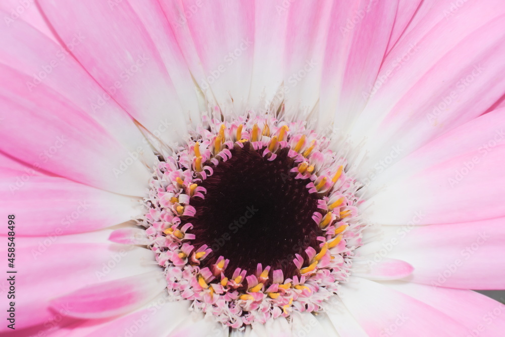 Obraz premium Close-up of pastel pink gerbera daisy flower, disk, anthes and tubes and petals i 