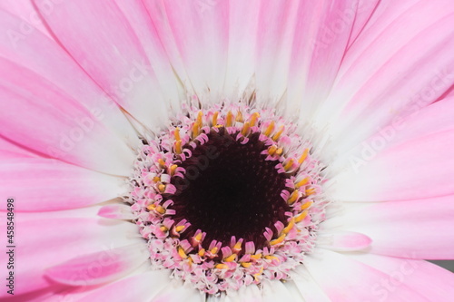 Close-up of pastel pink gerbera daisy flower  disk  anthes and tubes and petals i 