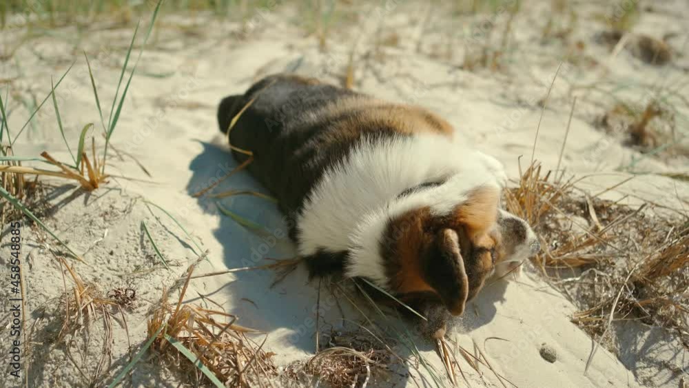 closeup of cute funny welsh corgi dog lying on sand on sunny beach with blue sky background. dog is funny scratching his nose with his paw and tumbling in sand. closeup of cute funny welsh corgi dog lying on sand on sunny beach with blue sky background. dog is funny scratching his nose with his paw and tumbling in sand.