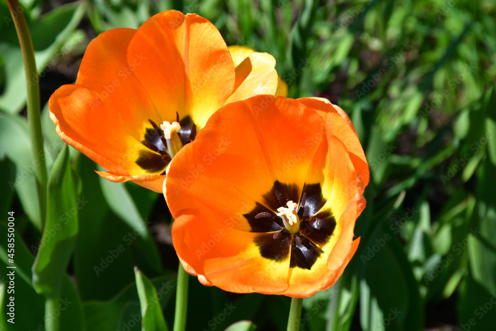 Orange-yellow blooming tulips, illuminated by the sun, in the garden. The flowers are wide open, their black core is visible. A little pollen on the petals. Orange-yellow blooming tulips, illuminated by the sun, in the garden. The flowers are wide open, their black core is visible. A little pollen on the petals.