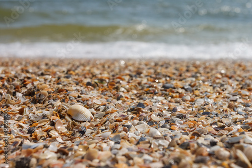 Sea shell on the sand. Beach background. Marine theme. Small depth of field