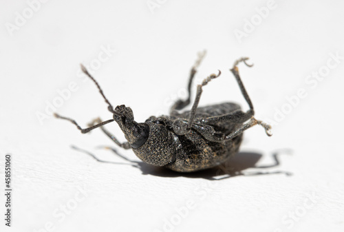 The ground beetle - cychrus caraboides is turned on his back with legs up on a white board.