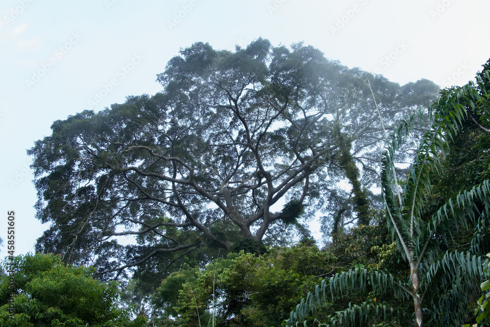 Obraz premium Impressive tree in the rain forest of gunung raya at Langkawi, Malaysia