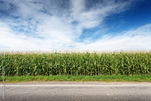 Photography corn field on roadside, rural landscape