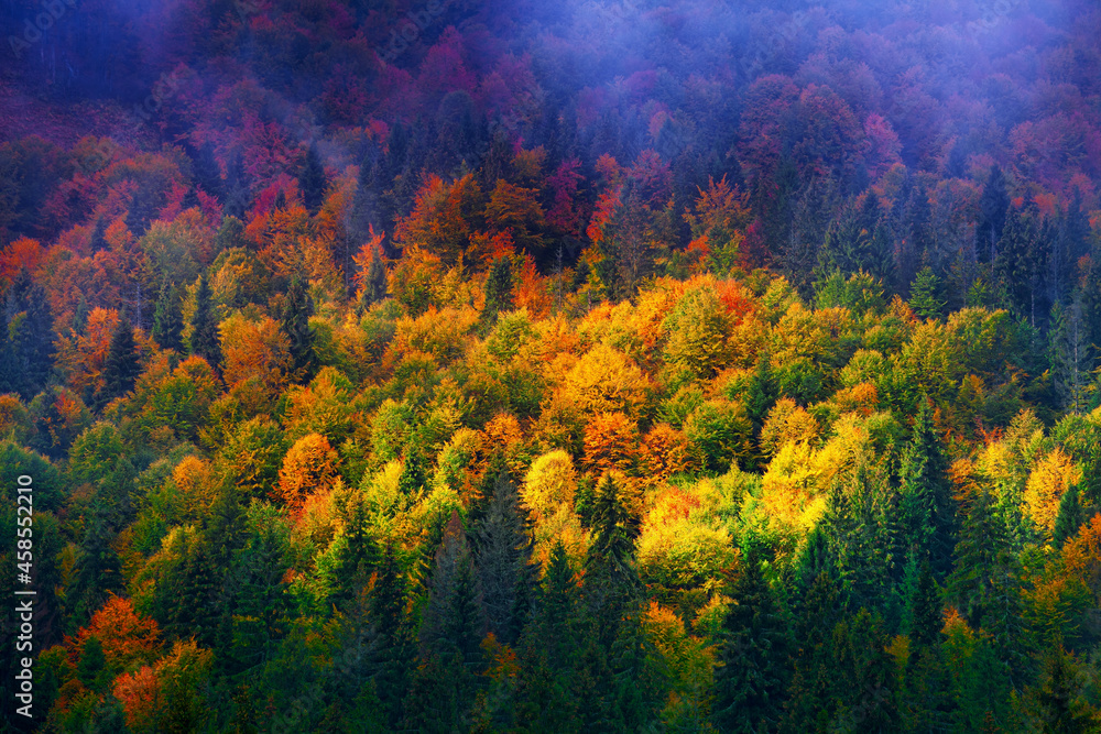 colorful autumn trees in mountain forest
