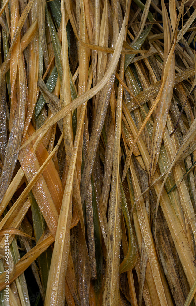 grass with dew drops in the morning grass with dew drops in the morning