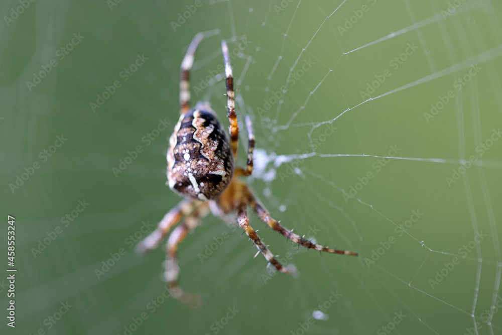Kreuzspinne Kreuzspinne