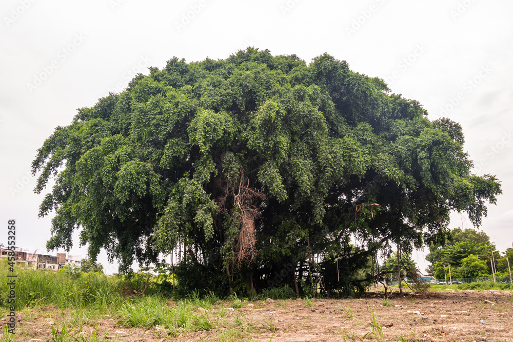Fototapeta premium Big tree with leaves branches and leaves against white skies on a summer day. Natural scenery. Space for text, No focus, specifically.