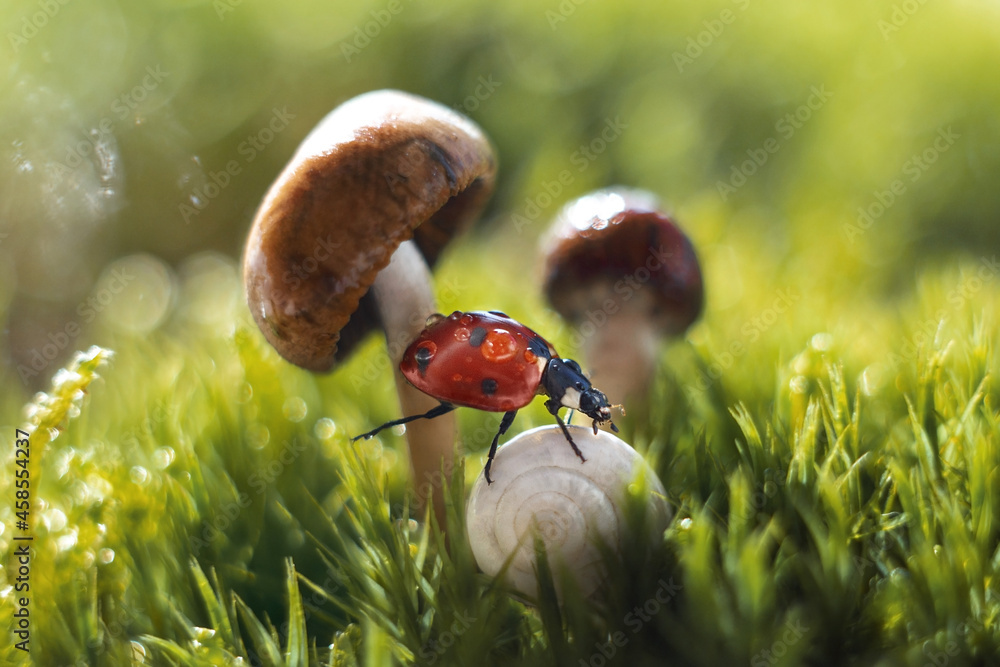 Selective focus of a ladybug and a land snail against mushrooms and gra - obrazy, fototapety, plakaty 