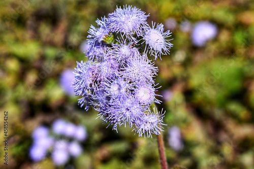 Selective closeup of whiteweed (Ageratum) plant in a garden photo