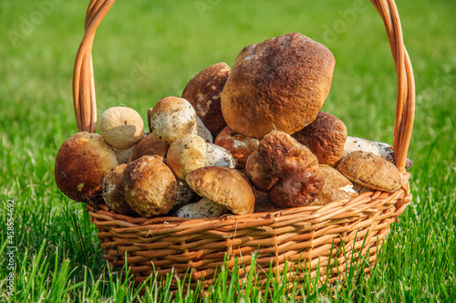 Beautiful wicker basket full of tasty boletus mushrooms on a green edge