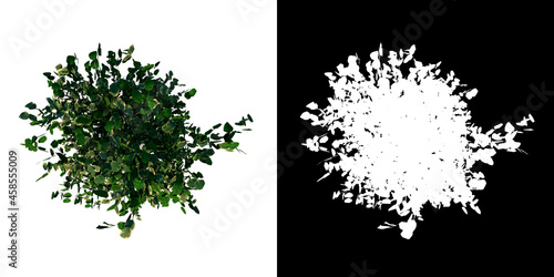 Top view of Plant (Flowerpot with Ficus Benjamina 3) Tree white background 3D Rendering Ilustracion 3D