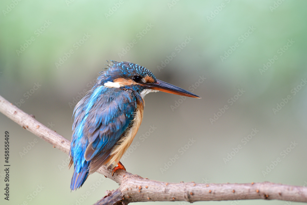 Fototapeta premium Juvenile of Common kingfisher (alcedo atthis) calmly sitting on wine string over small stream