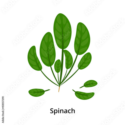 Cartoon spinach.