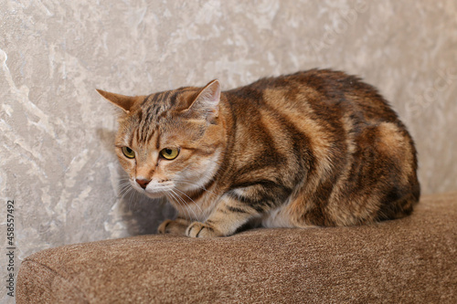 a red cat is sitting on a light brown sofa , a wall with wallpaper in the background, the cat is looking away