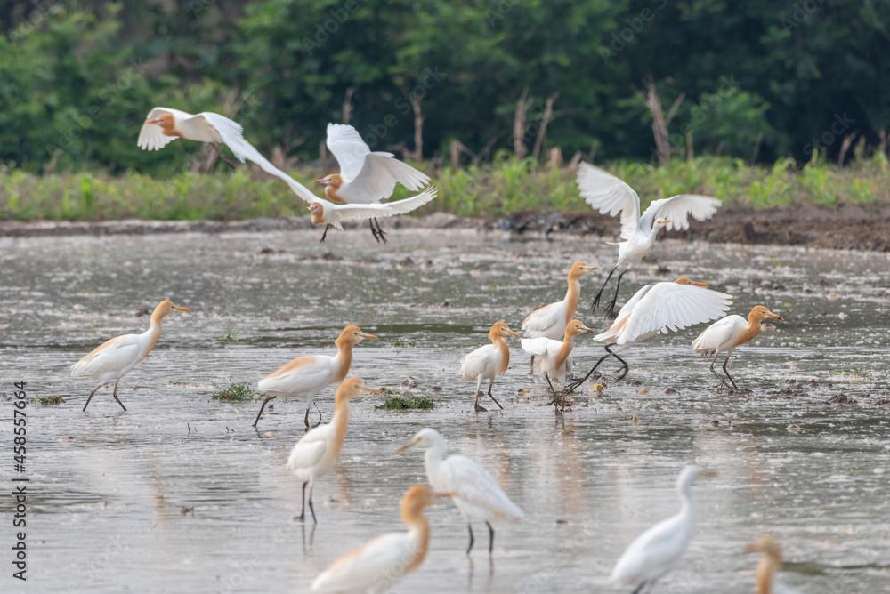 Cattle egrets stay in the fields for food, rest and fly