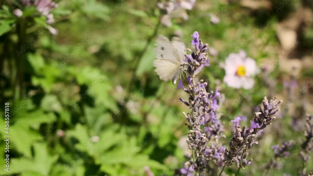 Close up of butterfly collecting nectar on lavender flower plant Close up of butterfly collecting nectar on lavender flower plant