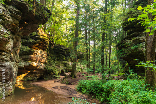 Lush Forest at Hocking Hills State Park in Ohio photo