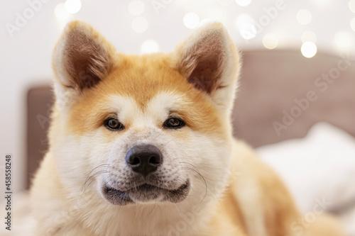 Happy Akita dog with a soft toy on the couch against the background of a light wall with bokeh lights. Akita Inu puppy. Dog smile, beautiful young domestic dog. Festive dog.