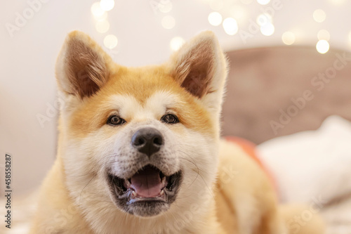 Happy Akita dog with a soft toy on the couch against the background of a light wall with bokeh lights. Akita Inu puppy. Dog smile, beautiful young domestic dog. Festive dog. © MiaStendal
