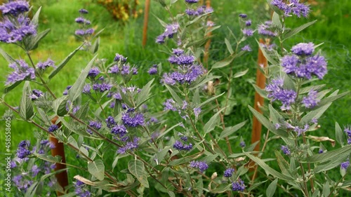 Wallpaper Mural Blue beard (Caryopteris x clandonensis) footage. Torontodigital.ca