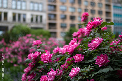 Beautiful Pink Rose Bushes at Union Square Park in New York City during Spring