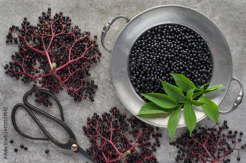 Ripe black elderberry berries