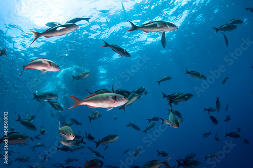 School of fish under diver bout. © frantisek hojdysz