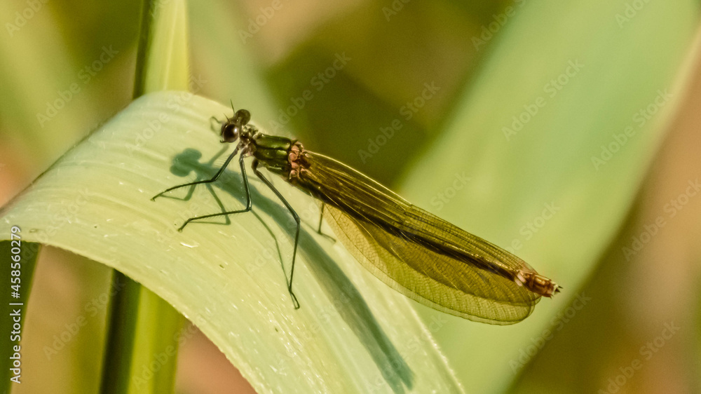 Macro of a beautiful dragonfly on a sunny summer day Macro of a beautiful dragonfly on a sunny summer day