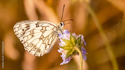 Macro of a beautiful Checkered butterfly, Melanargia galathea, on a flower on a sunny summer day © Martin Erdniss