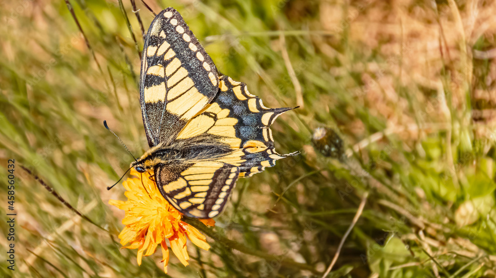 Macro of a beautiful Swallowtail butterfly, Papilio machaon on a sunny summer day Macro of a beautiful Swallowtail butterfly, Papilio machaon on a sunny summer day