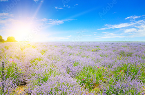 A field with blooming lavender and sun on blue sky.